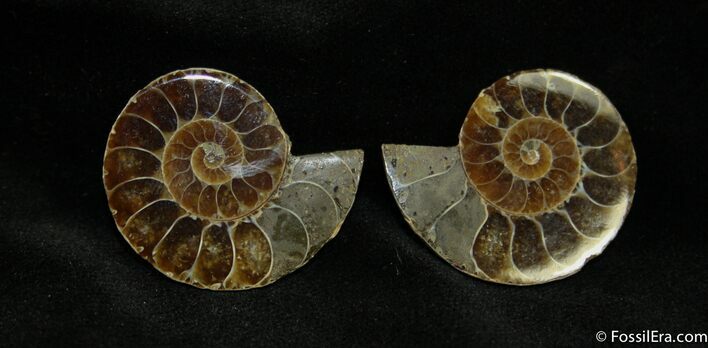 Small Desmoceras Ammonite Pair #1458
